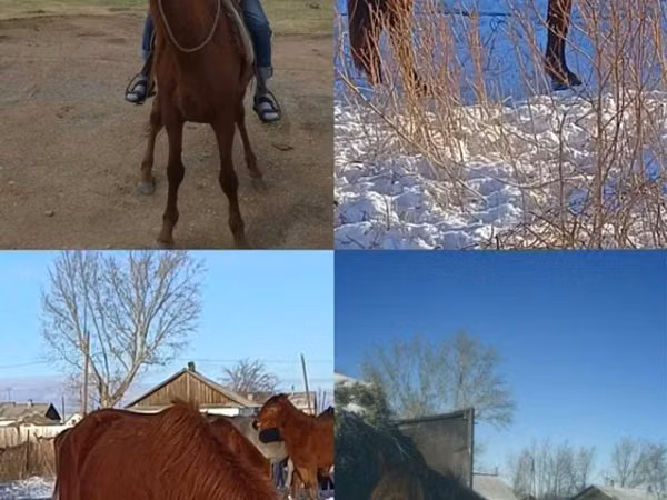Hengst, Kustanai horse