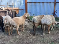 Widder, Arashan sheep — Foto 4