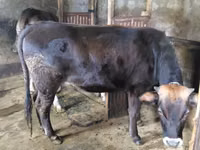 Vaca, Ganado vacuno — foto 1