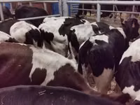 Toro, Russian Black pied cattle — foto 1