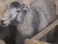 نعجة, Tian-Shan semifinewool sheep — الصورة 3