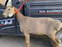 Schaf, Arashan sheep — Foto 1