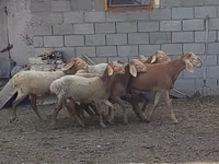 Oveja, Arashan sheep — foto 8