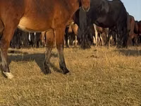 Hengst, Mugalzhar horse — Foto 4