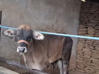 Bulle, Brahman — Foto 1