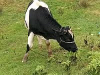 Bulle, Russian Black pied cattle — Foto 2