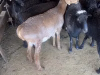 Widder, Edilbay sheep — Foto 1