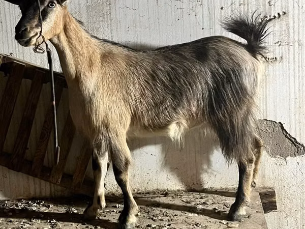 Ziege, Alpine goat