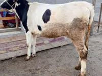 Kuh, Holstein-Rasse — Foto 4