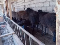 كبش, Blackheaded Persian sheep — الصورة 3