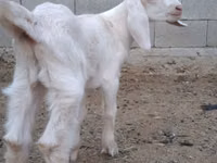 Cabro, Nubian Goat — foto 2