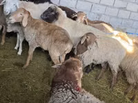 نعجة, Tian-Shan semifinewool sheep — الصورة 6