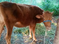 Vaca, Ganado vacuno — foto 1