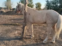حصان, الخيول — الصورة 4