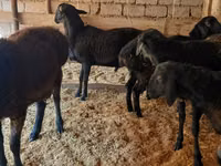 كبش, الأغنام — الصورة 4