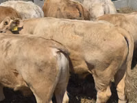 Bull, Limousin cow — photo 2