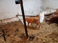 Vaca, Ganado vacuno — foto 4