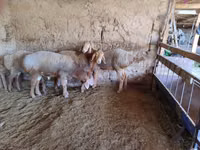 भेड़, भेड़ — फ़ोटो 2