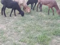 كبش, الأغنام — الصورة 2