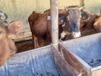 Kuh, Simmental cattle — Foto 3