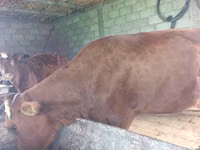 Cow, Cattle — photo 1