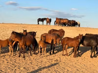 Stute, Mugalzhar horse — Foto 4