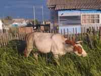Kuh, Simmental cattle — Foto 3