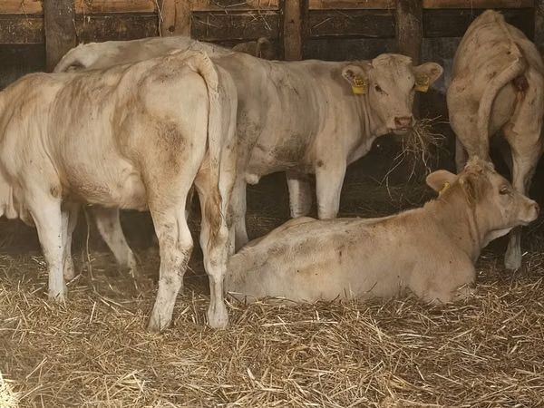 Vaca, Charolais cattle