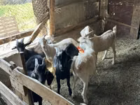Cabro, Beetal goats — foto 3
