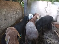 Widder, Rhon sheep — Foto 2