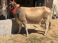Kuh, Jersey-Rasse — Foto 4