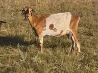 母山羊, Goats — 照片 1