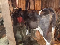 Kuh, Russian Black pied cattle — Foto 1