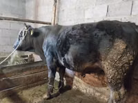 Bulle, Swiss cattle — Foto 1