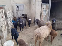 Oveja, Ovejas — foto 5