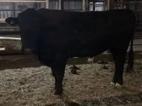 Toro, Aberdeen-Angus — foto 1