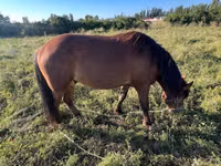 Horse (M), Horses — photo 2
