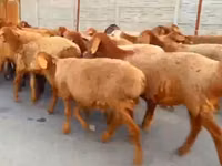 Qoʻy, Arashan sheep — 1-rasm