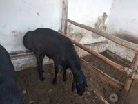 Carnero, Ovejas — foto 7