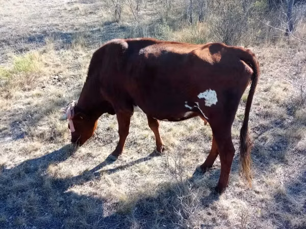Kuh, Latvian Blue cattle — Kasachstan