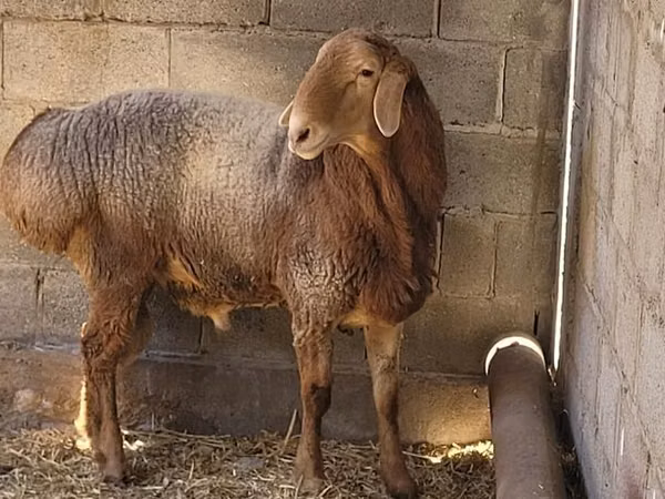 Carnero, Tian-Shan semifinewool sheep