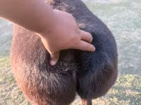 Schaf, Arashan sheep — Foto 2
