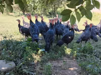 Turkeys — Foto 2