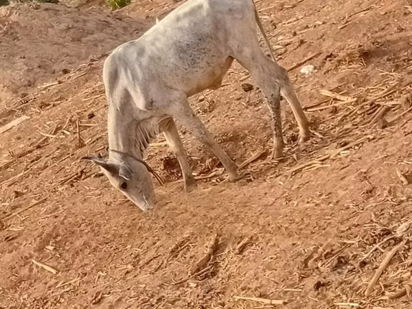 母牛, Cattle