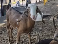 Ziege, Nubian Goat — Foto 2