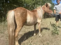 Hengst, Indian half-bred — Foto 6
