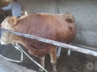 Toro, Vaca Limousin — foto 2