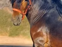Horse (M), Horses — photo 1
