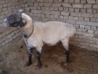 كبش, الأغنام — الصورة 1