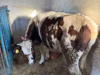 Toro, Simmental cattle — foto 2